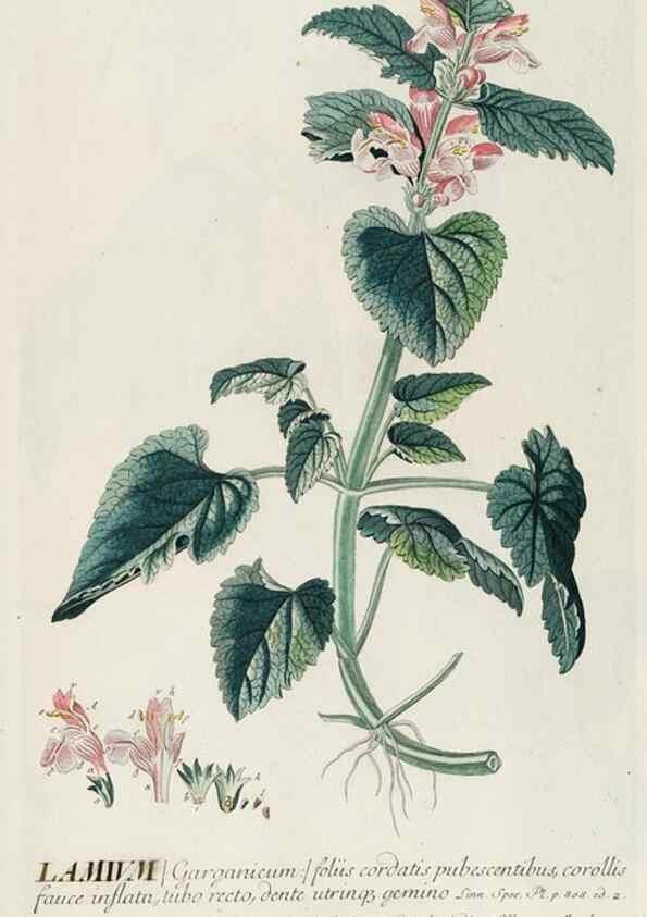 Reproducción/Reproduction 8050636971: Plantae selectae quarum imagines ad exemplaria naturalia Londini, in hortis curiosorum nutrita. [S.l. :s.n.],1750-1773.