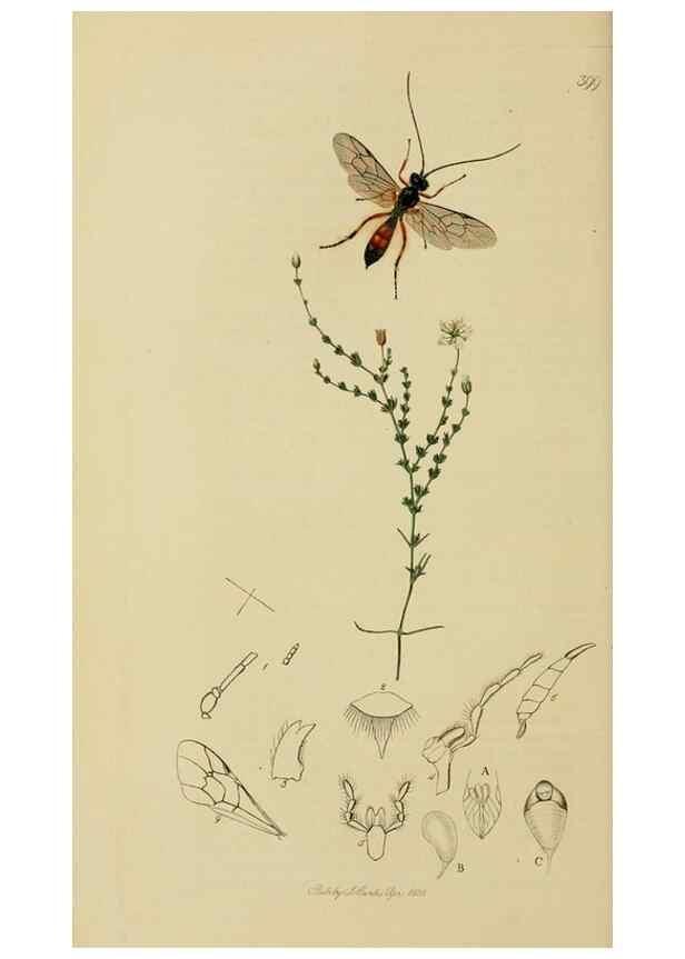 Reproducción/Reproduction 8044240825: British entomology;. London,Printed for the author,1823-40.