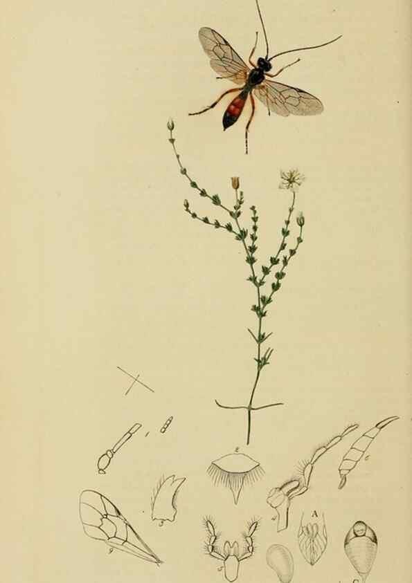 Reproducción/Reproduction 8044240825: British entomology;. London,Printed for the author,1823-40.