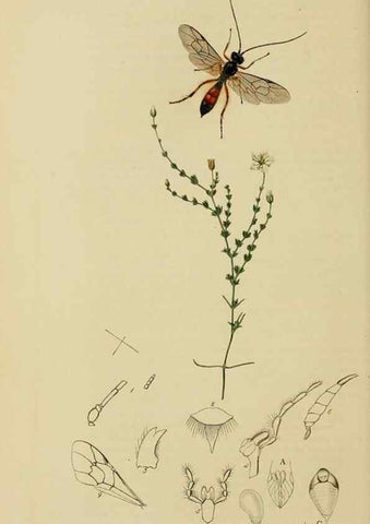 Reproducción/Reproduction 8044240825: British entomology;. London,Printed for the author,1823-40.