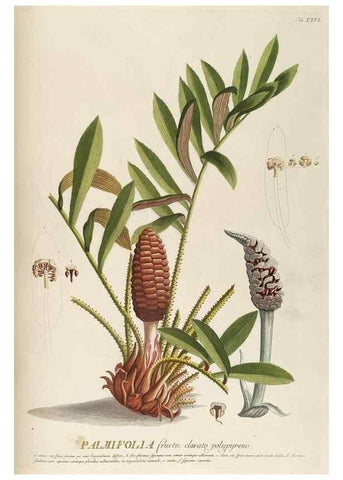 Reproducción/Reproduction 8050602235: Plantae selectae quarum imagines ad exemplaria naturalia Londini, in hortis curiosorum nutrita. [S.l. :s.n.],1750-1773.