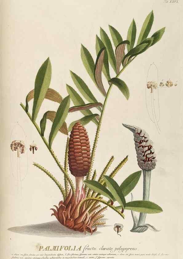 Reproducción/Reproduction 8050602235: Plantae selectae quarum imagines ad exemplaria naturalia Londini, in hortis curiosorum nutrita. [S.l. :s.n.],1750-1773.