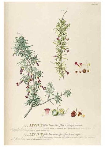 Reproducción/Reproduction 8050605612: Plantae selectae quarum imagines ad exemplaria naturalia Londini, in hortis curiosorum nutrita. [S.l. :s.n.],1750-1773.