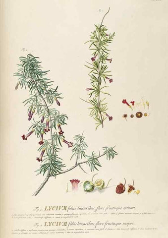 Reproducción/Reproduction 8050605612: Plantae selectae quarum imagines ad exemplaria naturalia Londini, in hortis curiosorum nutrita. [S.l. :s.n.],1750-1773.
