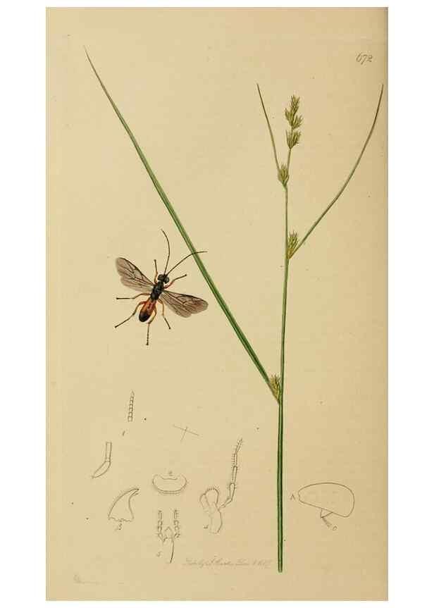 Reproducción/Reproduction 8044256605: British entomology;. London,Printed for the author,1823-40.