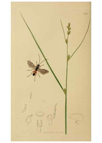Reproducción/Reproduction 8044256605: British entomology;. London,Printed for the author,1823-40.