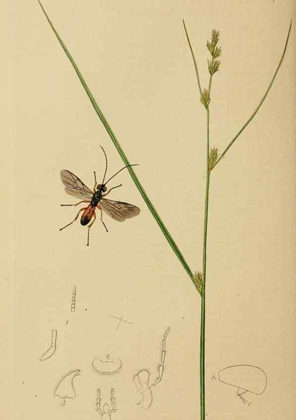 Reproducción/Reproduction 8044256605: British entomology;. London,Printed for the author,1823-40.