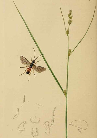 Reproducción/Reproduction 8044256605: British entomology;. London,Printed for the author,1823-40.
