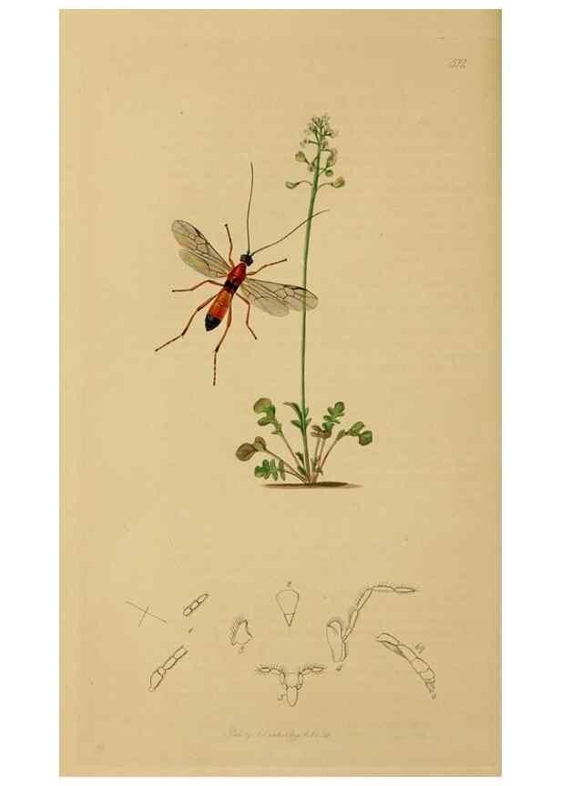 Reproducción/Reproduction 8044257185: British entomology;. London,Printed for the author,1823-40.