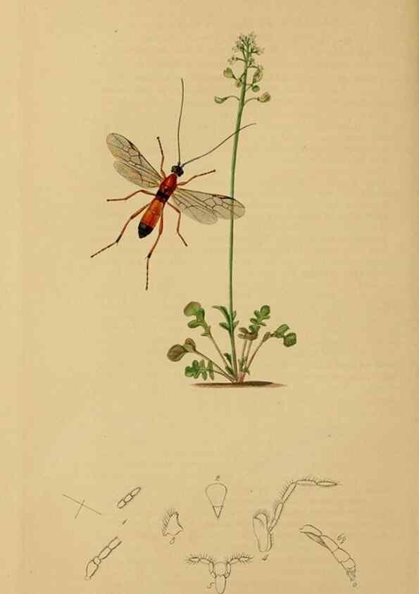 Reproducción/Reproduction 8044257185: British entomology;. London,Printed for the author,1823-40.