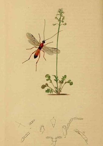 Reproducción/Reproduction 8044257185: British entomology;. London,Printed for the author,1823-40.