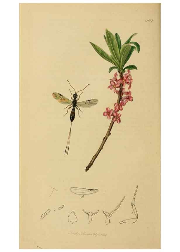 Reproducción/Reproduction 8044257863: British entomology;. London,Printed for the author,1823-40.