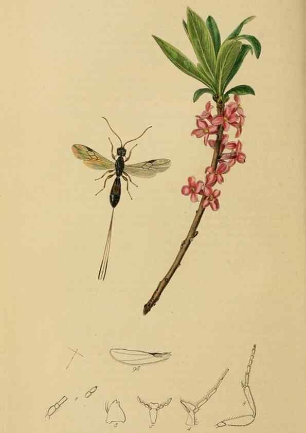 Reproducción/Reproduction 8044257863: British entomology;. London,Printed for the author,1823-40.