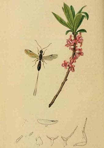 Reproducción/Reproduction 8044257863: British entomology;. London,Printed for the author,1823-40.