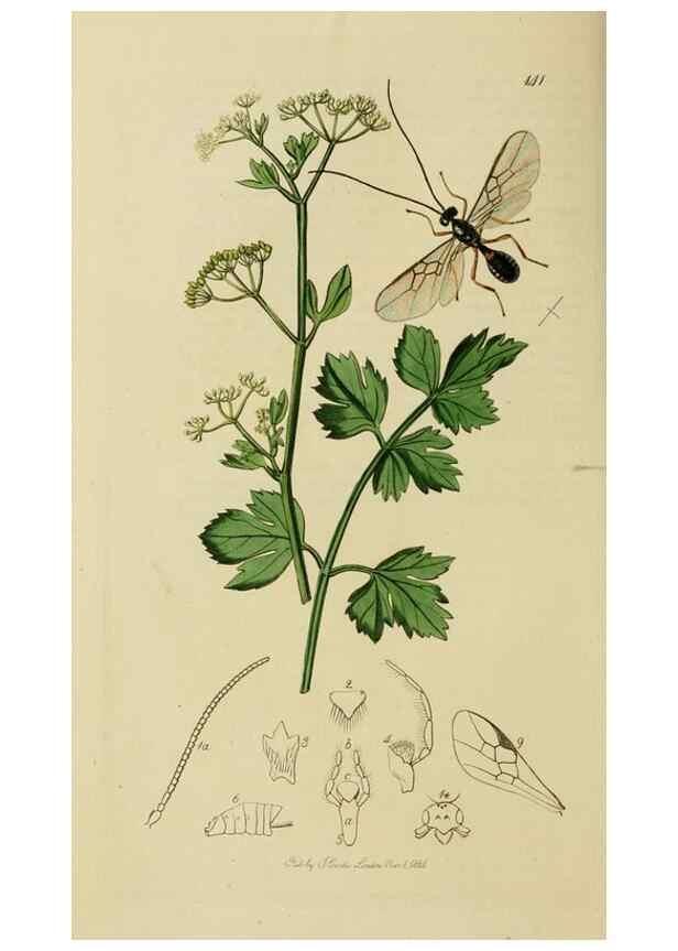 Reproducción/Reproduction 8044269396: British entomology;. London,Printed for the author,1823-40.