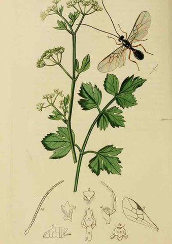 Reproducción/Reproduction 8044269396: British entomology;. London,Printed for the author,1823-40.