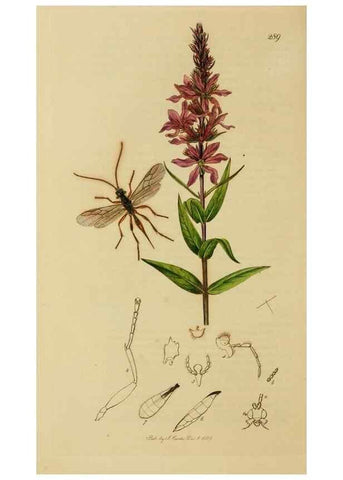 Reproducción/Reproduction 8044269962: British entomology;. London,Printed for the author,1823-40.