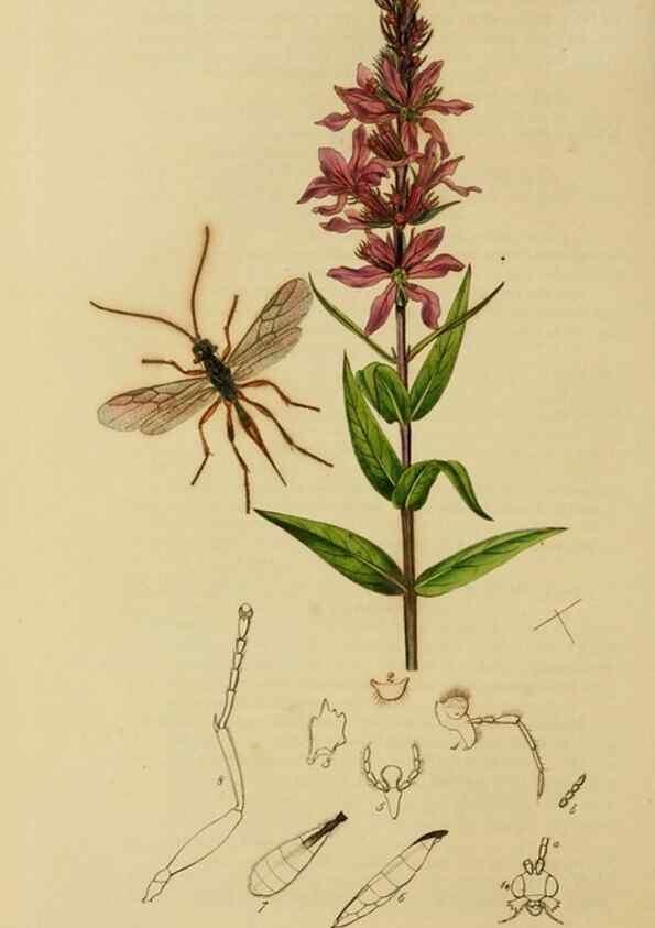 Reproducción/Reproduction 8044269962: British entomology;. London,Printed for the author,1823-40.