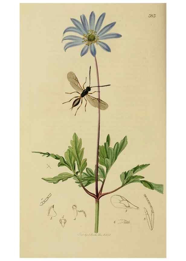 Reproducción/Reproduction 8044270678: British entomology;. London,Printed for the author,1823-40.