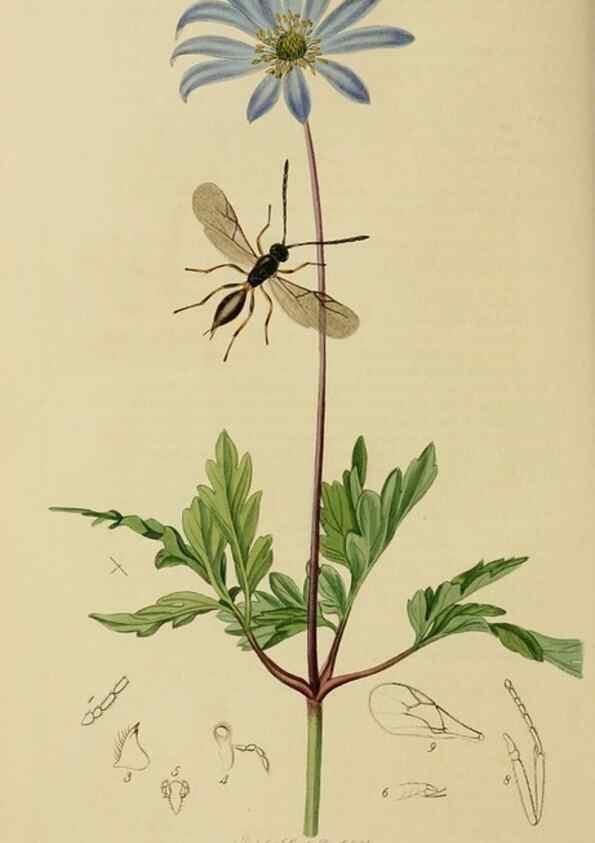 Reproducción/Reproduction 8044270678: British entomology;. London,Printed for the author,1823-40.