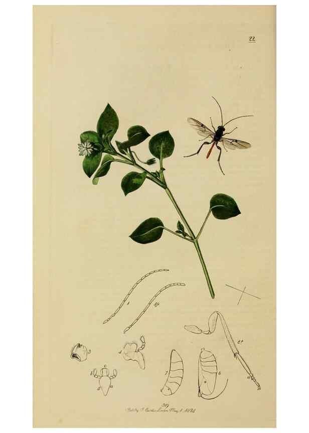 Reproducción/Reproduction 8044260383: British entomology;. London,Printed for the author,1823-40.