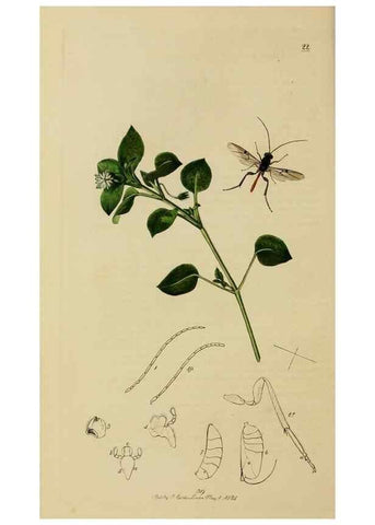 Reproducción/Reproduction 8044260383: British entomology;. London,Printed for the author,1823-40.