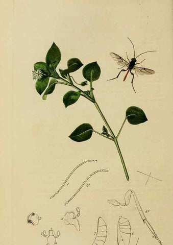 Reproducción/Reproduction 8044260383: British entomology;. London,Printed for the author,1823-40.
