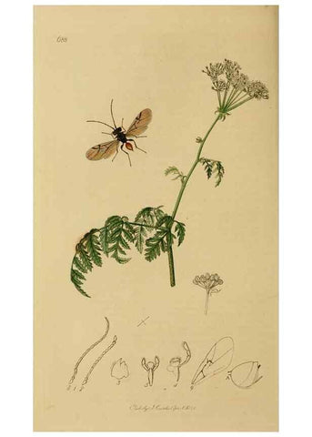 Reproducción/Reproduction 8044261037: British entomology;. London,Printed for the author,1823-40.