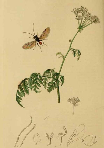 Reproducción/Reproduction 8044261037: British entomology;. London,Printed for the author,1823-40.