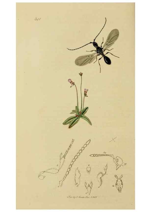 Reproducción/Reproduction 8044261527: British entomology;. London,Printed for the author,1823-40.