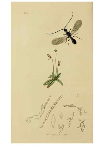 Reproducción/Reproduction 8044261527: British entomology;. London,Printed for the author,1823-40.