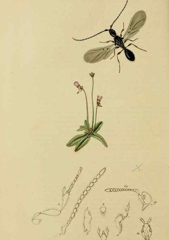 Reproducción/Reproduction 8044261527: British entomology;. London,Printed for the author,1823-40.