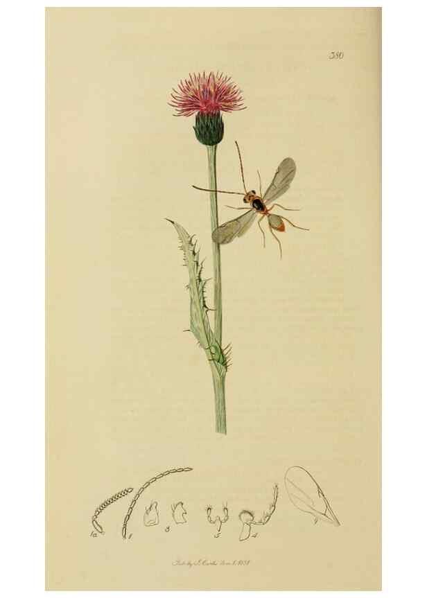 Reproducción/Reproduction 8044262067: British entomology;. London,Printed for the author,1823-40.