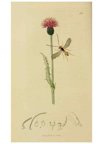 Reproducción/Reproduction 8044262067: British entomology;. London,Printed for the author,1823-40.
