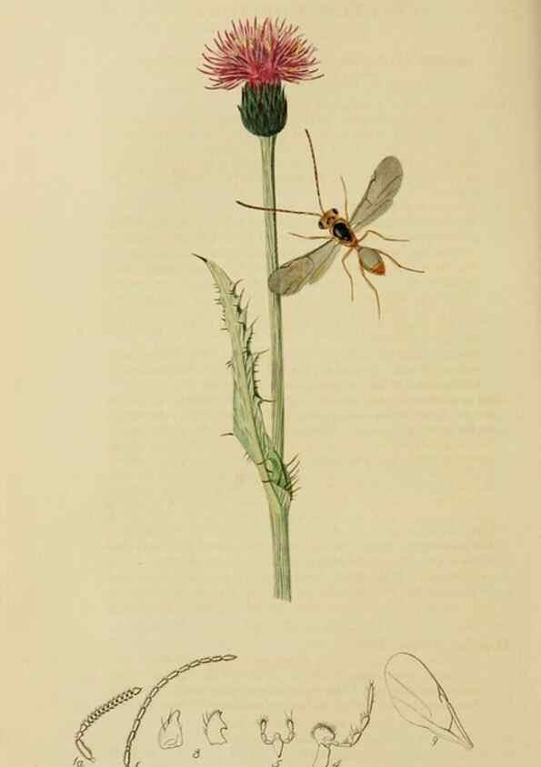 Reproducción/Reproduction 8044262067: British entomology;. London,Printed for the author,1823-40.