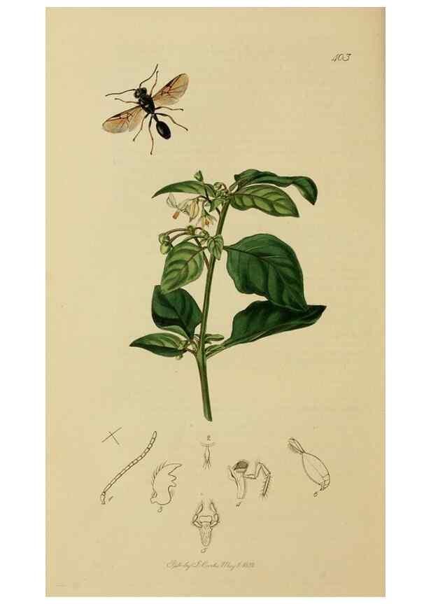 Reproducción/Reproduction 8044262667: British entomology;. London,Printed for the author,1823-40.