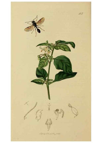 Reproducción/Reproduction 8044262667: British entomology;. London,Printed for the author,1823-40.