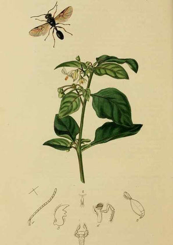 Reproducción/Reproduction 8044262667: British entomology;. London,Printed for the author,1823-40.