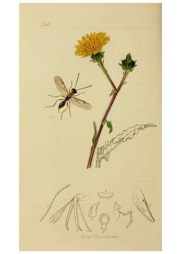 Reproducción/Reproduction 8044274484: British entomology;. London,Printed for the author,1823-40.