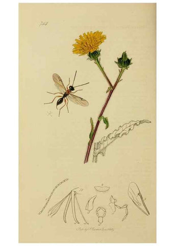 Reproducción/Reproduction 8044274484: British entomology;. London,Printed for the author,1823-40.