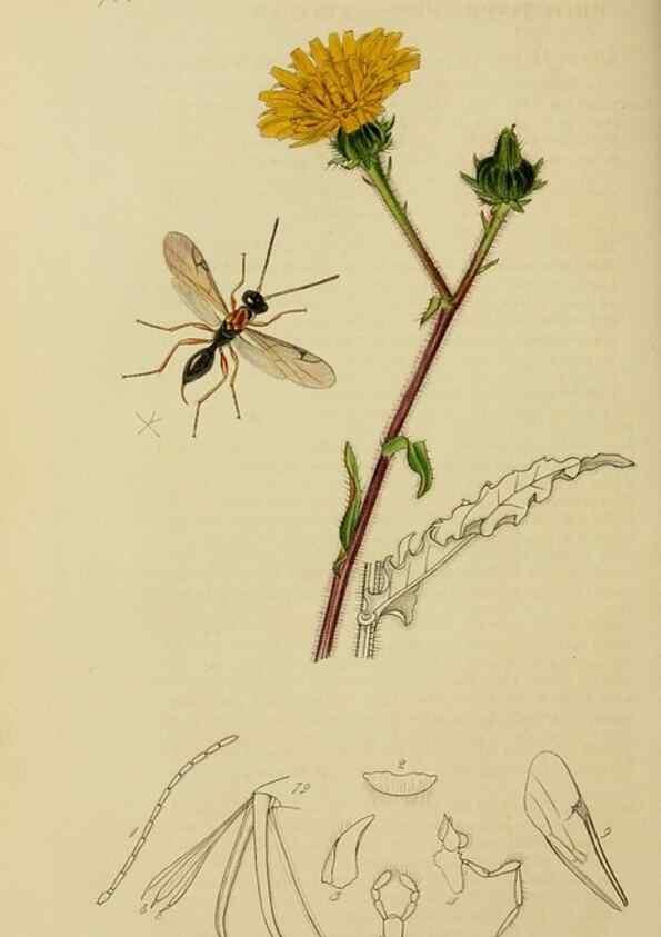 Reproducción/Reproduction 8044274484: British entomology;. London,Printed for the author,1823-40.