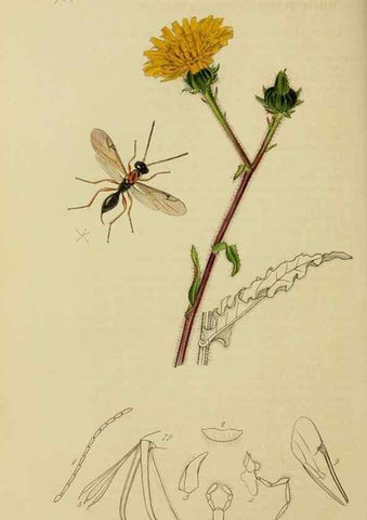 Reproducción/Reproduction 8044274484: British entomology;. London,Printed for the author,1823-40.