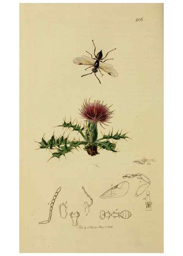 Reproducción/Reproduction 8044275218: British entomology;. London,Printed for the author,1823-40.