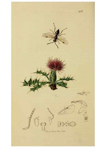 Reproducción/Reproduction 8044275218: British entomology;. London,Printed for the author,1823-40.