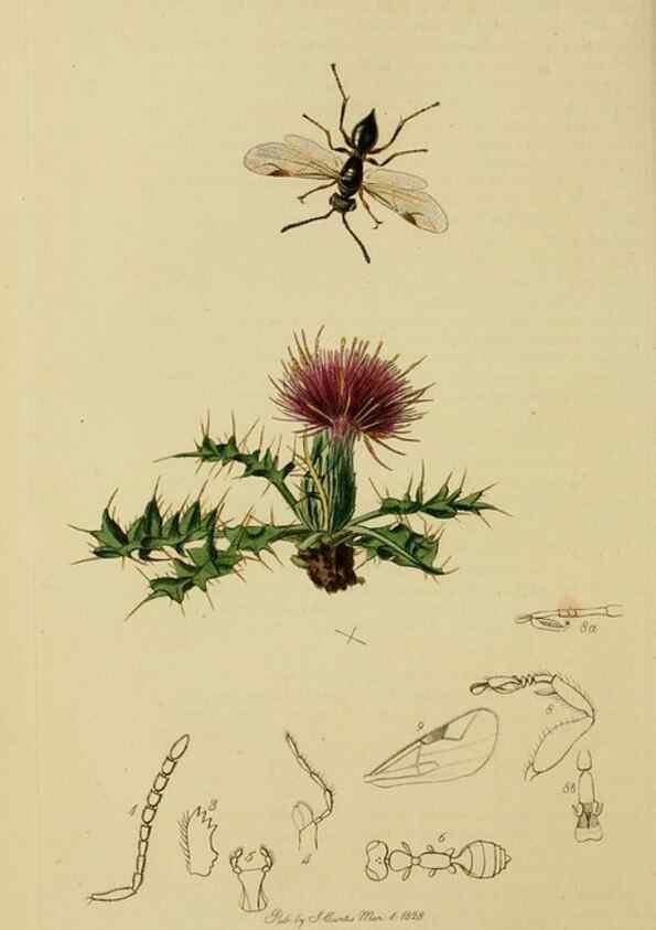 Reproducción/Reproduction 8044275218: British entomology;. London,Printed for the author,1823-40.