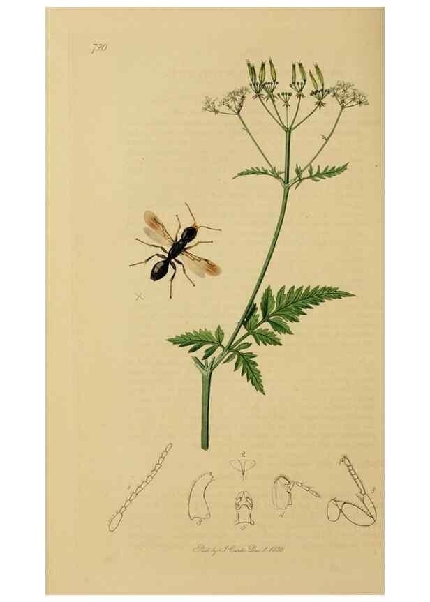 Reproducción/Reproduction 8044265085: British entomology;. London,Printed for the author,1823-40.
