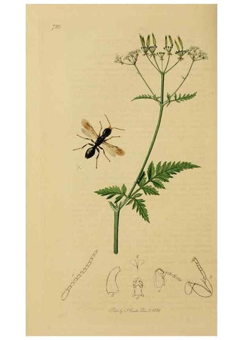 Reproducción/Reproduction 8044265085: British entomology;. London,Printed for the author,1823-40.