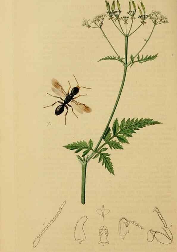Reproducción/Reproduction 8044265085: British entomology;. London,Printed for the author,1823-40.