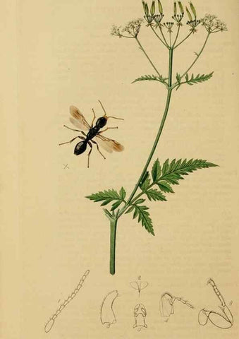 Reproducción/Reproduction 8044265085: British entomology;. London,Printed for the author,1823-40.
