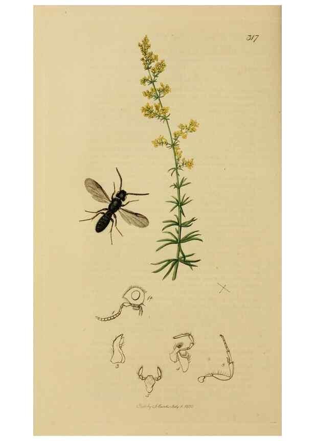 Reproducción/Reproduction 8044265697: British entomology;. London,Printed for the author,1823-40.